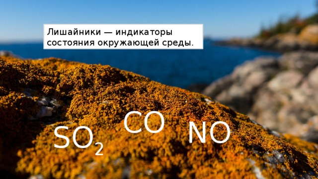 Лишайники — индикаторы состояния окружающей среды. NO СO SO 2 