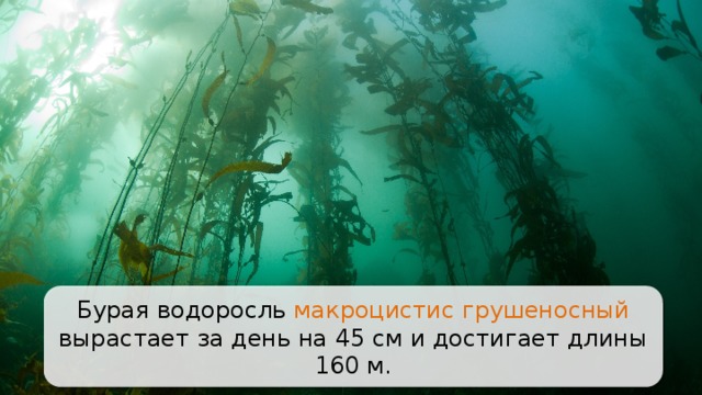 Бурая водоросль макроцистис грушеносный вырастает за день на 45 см и достигает длины 160 м. 