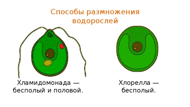 Способы размножения водорослей Хламидомонада — Хлорелла — бесполый и половой. бесполый. 