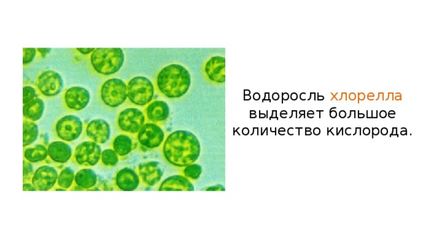 Водоросль хлорелла выделяет большое количество кислорода. 