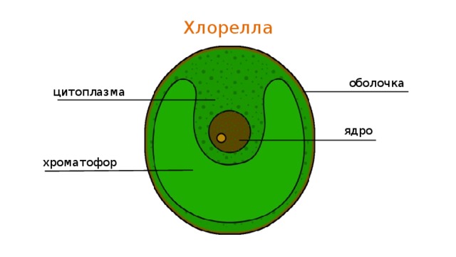 Хлорелла оболочка цитоплазма ядро хроматофор 