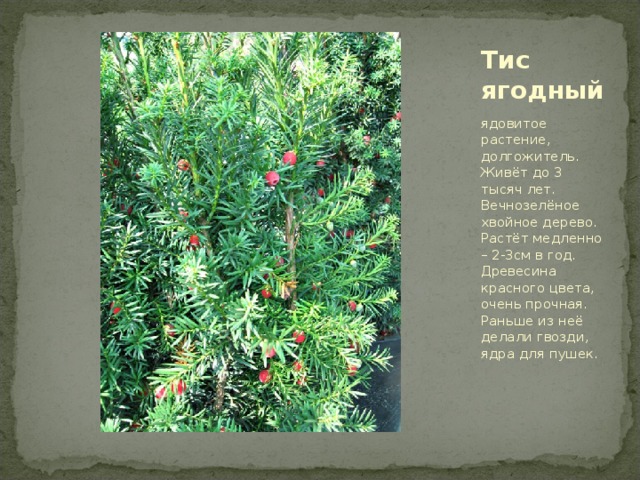 Сорта тиса ягодного описание и фото