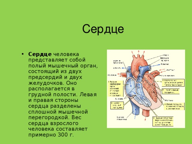 Сердце Сердце человека представляет собой полый мышечный орган, состоящий из двух предсердий и двух желудочков. Оно располагается в грудной полости. Левая и правая стороны сердца разделены сплошной мышечной перегородкой. Вес сердца взрослого человека составляет примерно 300 г. 
