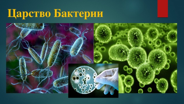 Царство Бактерии  