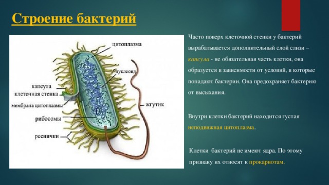 Строение бактерий Часто поверх клеточной стенки у бактерий вырабатывается дополнительный слой слизи – капсула - не обязательная часть клетки, она образуется в зависимости от условий, в которые попадают бактерии. Она предохраняет бактерию от высыхания. Внутри клетки бактерий находится густая неподвижная цитоплазма . Клетки бактерий не имеют ядра. По этому признаку их относят к прокариотам. 