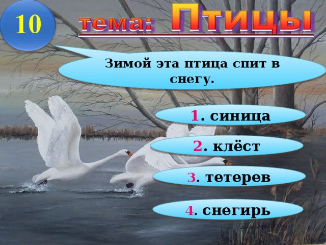 Зимой эта птица спит в снегу. 1 . синица 2 . клёст 3 . тетерев 4 . снегирь