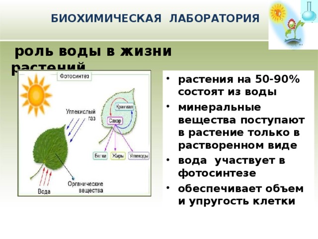 Процесс фотосинтеза химическая реакция