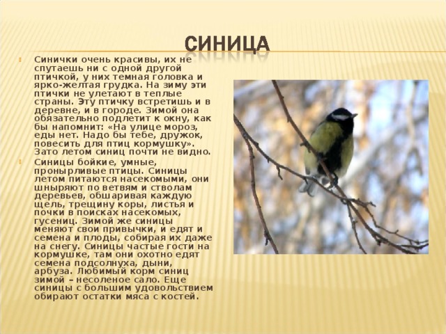 Синички очень красивы, их не спутаешь ни с одной другой птичкой, у них темная головка и ярко-желтая грудка. На зиму эти птички не улетают в теплые страны. Эту птичку встретишь и в деревне, и в городе. Зимой она обязательно подлетит к окну, как бы напомнит: «На улице мороз, еды нет. Надо бы тебе, дружок, повесить для птиц кормушку». Зато летом синиц почти не видно. Синицы бойкие, умные, пронырливые птицы. Синицы летом питаются насекомыми, они шныряют по ветвям и стволам деревьев, обшаривая каждую щель, трещину коры, листья и почки в поисках насекомых, гусениц. Зимой же синицы меняют свои привычки, и едят и семена и плоды, собирая их даже на снегу. Синицы частые гости на кормушке, там они охотно едят семена подсолнуха, дыни, арбуза. Любимый корм синиц зимой – несоленое сало. Еще синицы с большим удовольствием обирают остатки мяса с костей.   