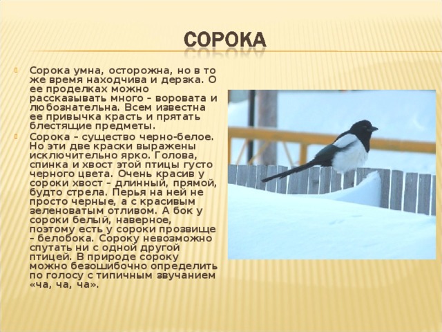 Сорока умна, осторожна, но в то же время находчива и дерзка. О ее проделках можно рассказывать много – воровата и любознательна. Всем известна ее привычка красть и прятать блестящие предметы. Сорока – существо черно-белое. Но эти две краски выражены исключительно ярко. Голова, спинка и хвост этой птицы густо черного цвета. Очень красив у сороки хвост – длинный, прямой, будто стрела. Перья на ней не просто черные, а с красивым зеленоватым отливом. А бок у сороки белый, наверное, поэтому есть у сороки прозвище – белобока. Сороку невозможно спутать ни с одной другой птицей. В природе сороку можно безошибочно определить по голосу с типичным звучанием «ча, ча, ча».  