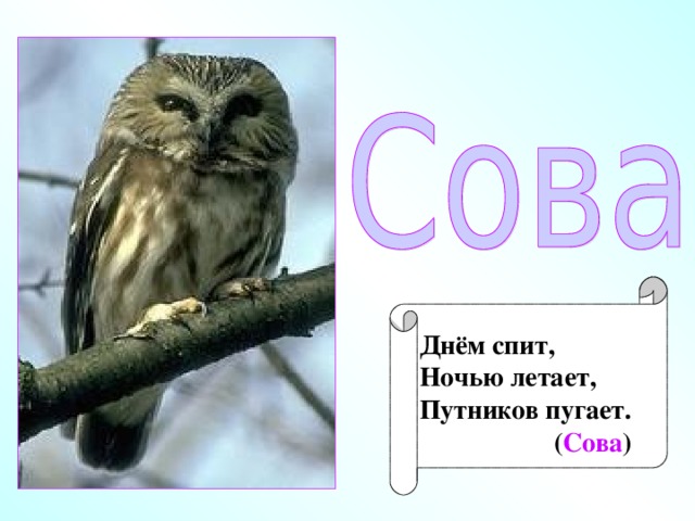 что страшней для птиц зимний холод или голод. Смотреть фото что страшней для птиц зимний холод или голод. Смотреть картинку что страшней для птиц зимний холод или голод. Картинка про что страшней для птиц зимний холод или голод. Фото что страшней для птиц зимний холод или голод