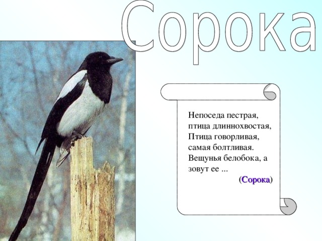 что страшней для птиц зимний холод или голод. Смотреть фото что страшней для птиц зимний холод или голод. Смотреть картинку что страшней для птиц зимний холод или голод. Картинка про что страшней для птиц зимний холод или голод. Фото что страшней для птиц зимний холод или голод