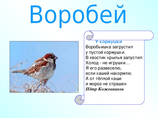 что страшней для птиц зимний холод или голод. Смотреть фото что страшней для птиц зимний холод или голод. Смотреть картинку что страшней для птиц зимний холод или голод. Картинка про что страшней для птиц зимний холод или голод. Фото что страшней для птиц зимний холод или голод
