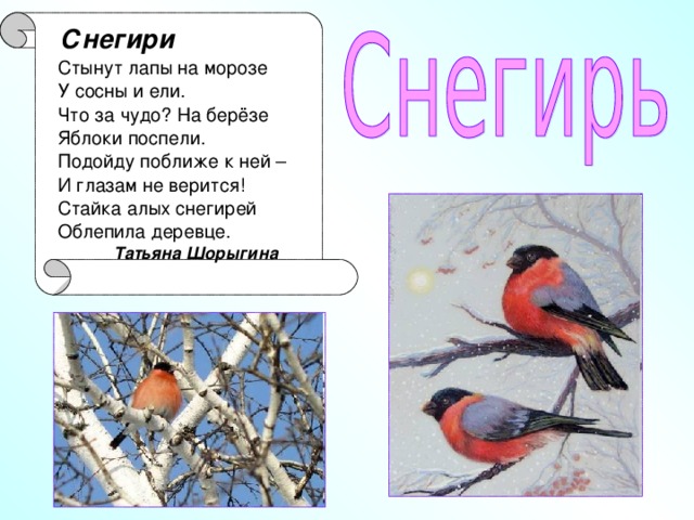 что страшней для птиц зимний холод или голод. Смотреть фото что страшней для птиц зимний холод или голод. Смотреть картинку что страшней для птиц зимний холод или голод. Картинка про что страшней для птиц зимний холод или голод. Фото что страшней для птиц зимний холод или голод