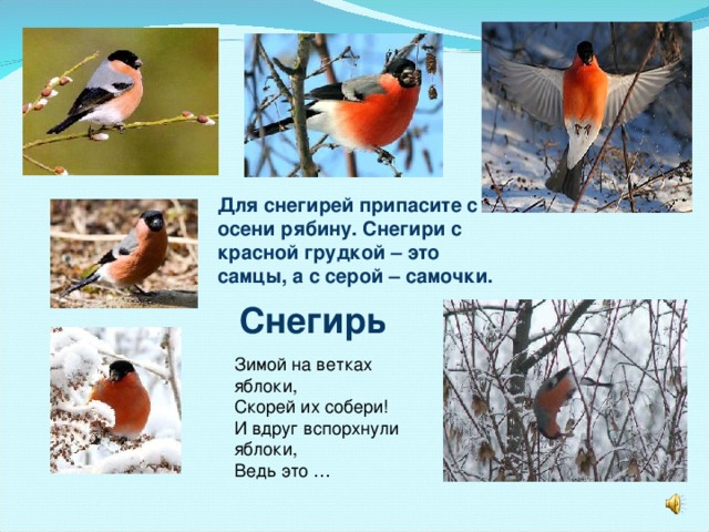 Для снегирей припасите с осени рябину. Снегири с красной грудкой – это самцы, а с серой – самочки. Снегирь 