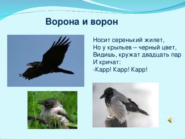 Ворона и ворон Носит серенький жилет, Но у крыльев – черный цвет, Видишь, кружат двадцать пар И кричат: -Карр! Карр! Карр! 