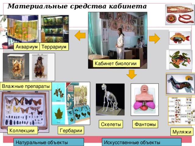 Муляжи для кабинета биологии. Аквариум в кабинете биологии. Муляжи животных кабинет биологии. Стенды для кабинета биологии.