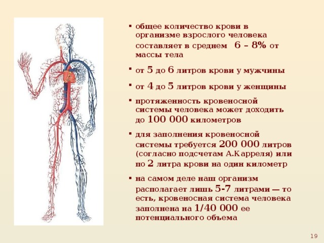 Сколько литров крови в человеке у мужчин. Кровь в организме человека. Количество крови в организме. Количество крови в организме взрослого человека. Общее количество крови в организме человека.