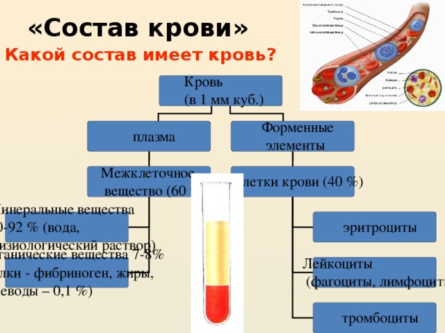 «Состав крови» Какой состав имеет кровь?  