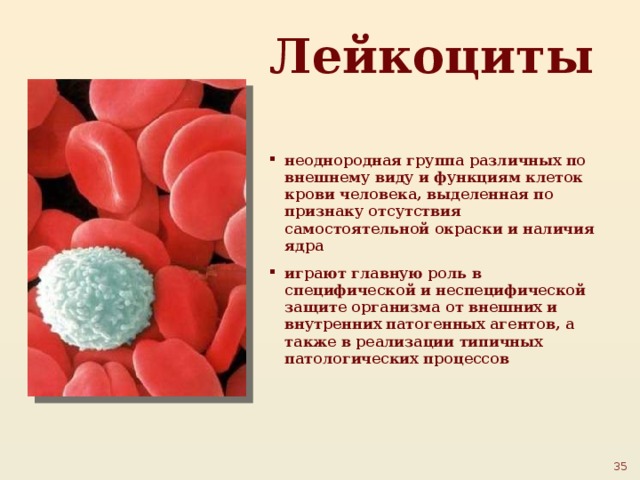Укажи функции крови человека. Функции лейкоцитов в крови. Лейкоциты в крови строение и функции. Лейкоциты функции в крови кратко. Лейкоциты крови функции лейкоцитов.