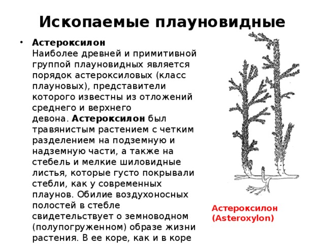 Ископаемые плауновидные   Астероксилон  Наиболее древней и примитивной группой плауновидных является порядок астероксиловых (класс плауновых) ,  представители которого известны из отложений среднего и верхнего девона.  Астероксилон был травянистым растением с четким разделением на подземную и надземную части, а также на стебель и мелкие шиловидные листья, которые густо покрывали стебли, как у современных плаунов. Обилие воздухоносных полостей в стебле свидетельствует о земноводном (полупогруженном) образе жизни растения. В ее коре, как и в коре стебля, были обнаружены гифы и споры грибов, с которыми, по-видимому, астероксилон находился в симбиозе. Астероксилон (Asteroxylon) 