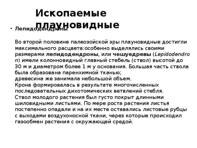 Ископаемые плауновидные Лепидодендроны  Во второй половине палеозойской эры плауновидные достигли максимального расцвета:особенно выделялись своими размерами  лепидодендроны ,  или  чешуедревы   ( Lepidodendron ) имели колонновидный главный стебель (ствол) высотой до 30 м и диаметром более 1 м у основания. Большая часть ствола была образована паренхимной тканью;  древесина же занимала небольшой объем.  Крона формировалась в результате многочисленных последовательных дихотомических ветвлений стебля.  Ствол молодого растения был густо покрыт длинными шиловидными листьями. По мере роста растения листья постепенно опадали и на их месте оставались листовые рубцы с выходами воздухоносной ткани, через которые происходил газообмен растения с окружающей средой.    