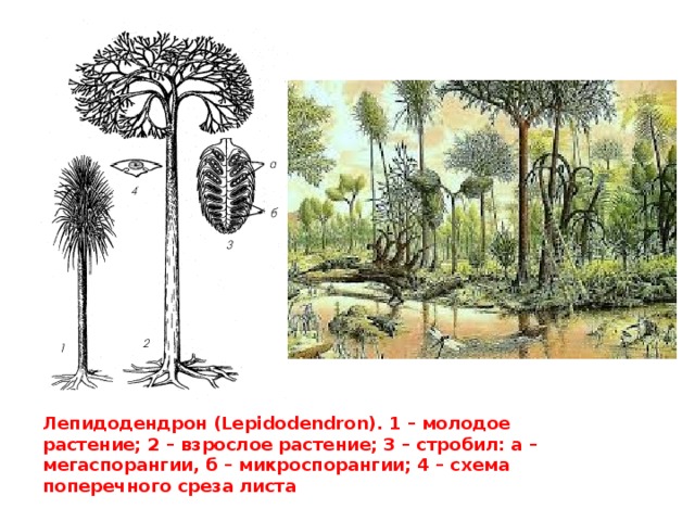 Лепидодендрон (Lepidodendron). 1 – молодое растение; 2 – взрослое растение; 3 – стробил: а – мегаспорангии, б – микроспорангии; 4 – схема поперечного среза листа 