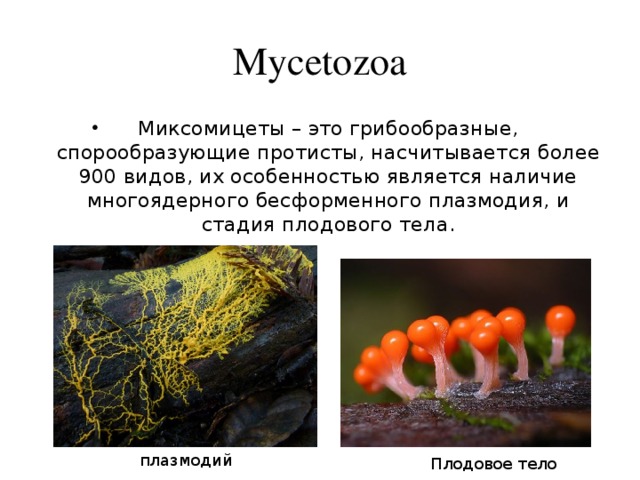 Mycetozoa Миксомицеты – это грибообразные, спорообразующие протисты, насчитывается более 900 видов, их особенностью является наличие многоядерного бесформенного плазмодия, и стадия плодового тела. плазмодий Плодовое тело 