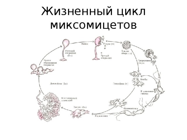 Жизненный цикл миксомицетов 