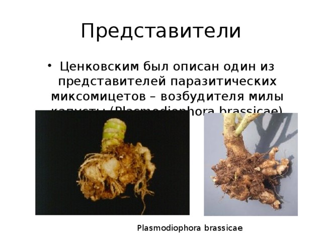 Представители Ценковским был описан один из представителей паразитических миксомицетов – возбудителя милы капусты (Plasmodiophora brassicae) Plasmodiophora brassicae 