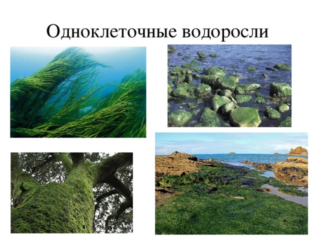 Одноклеточные водоросли