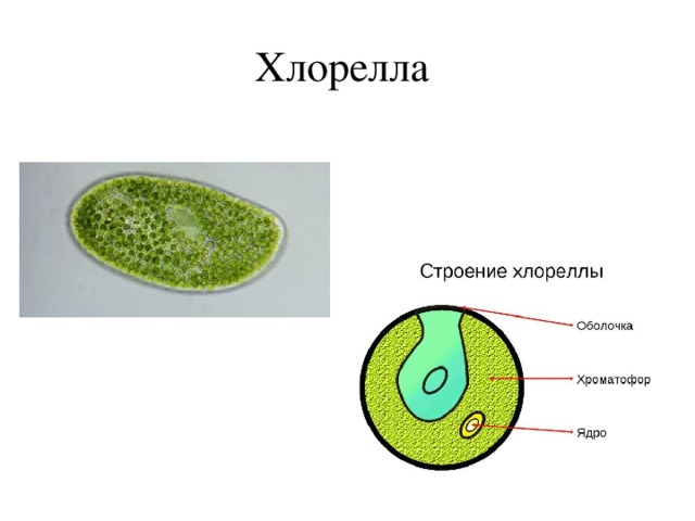 Хлорелла