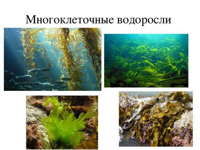 Многоклеточные водоросли