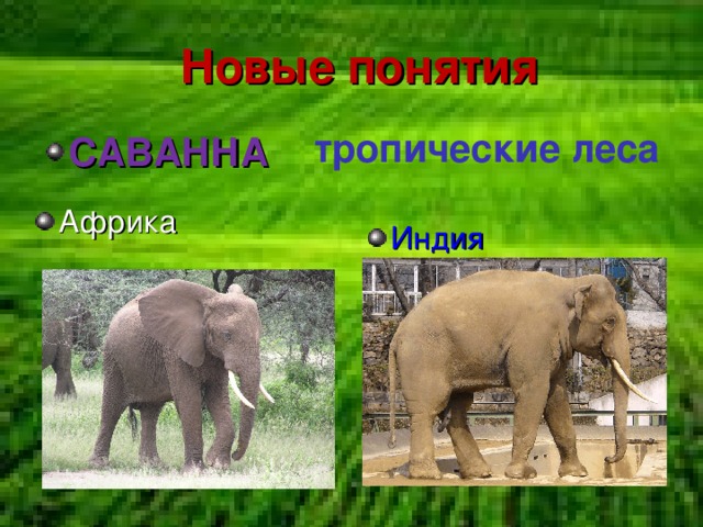 Где живут слоны 1 класс школа россии презентация и конспект