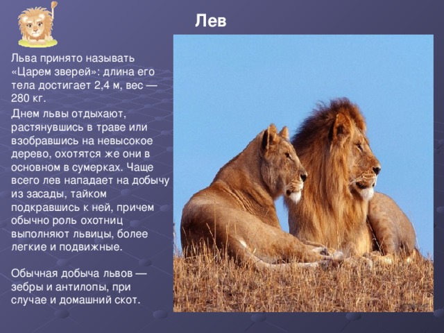 Лев Льва принято называть «Царем зверей»: длина его тела достигает 2,4 м, вес — 280 кг. Днем львы отдыхают, растянувшись в траве или взобравшись на невысокое дерево, охотятся же они в основном в сумерках. Чаще всего лев нападает на добычу из засады, тайком подкравшись к ней, причем обычно роль охотниц выполняют львицы, более легкие и подвижные. Обычная добыча львов — зебры и антилопы, при случае и домашний скот.