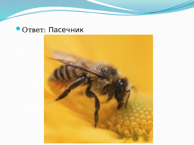 Ответ: Пасечник 