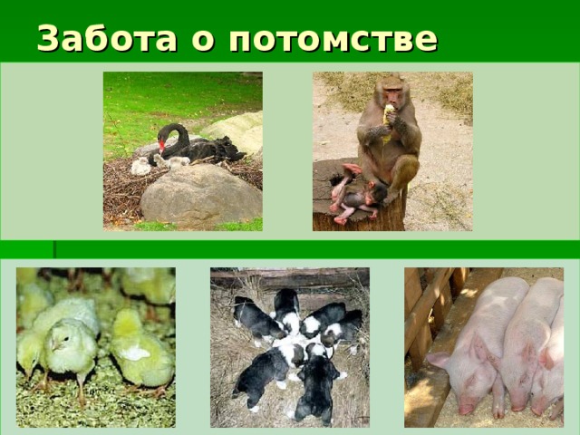 Какие животные заботятся о потомстве приведи примеры