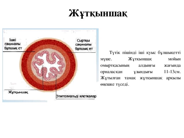 Жұтқыншақ Түтік пішінді іші қуыс бұлшықетті мүше. Жұтқыншақ мойын омыртқасының алдыңғы жағында орналасқан ұзындығы 11-13см. Жұтылған тамақ жұтқыншақ арқылы өңешке түседі.  