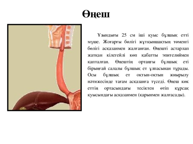 Өңеш Ұзындығы 25 см іші қуыс бұлшық етті мүше. Жоғарғы бөлігі жұтқыншақтың төменгі бөлігі асқазанмен жалғанған. Өңешті астарлап жатқан кілегейлі көп қабатты эпителиймен қапталған. Өңештің ортаңғы бұлшық еті бірыңғай салалы бұлшық ет ұлпасынан тұрады. Осы бұлшық ет оқтын-оқтын жиырылу нәтижесінде тағам асқазанға түседі. Өңеш көк еттің ортасындағы тесіктен өтіп құрсақ қуысындағы асқазанмен (қарынмен жалғасады).