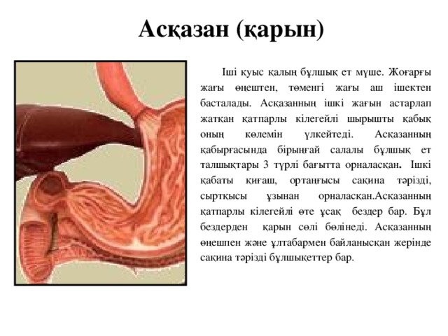 Асқазан (қарын) Іші қуыс қалың бұлшық ет мүше. Жоғарғы жағы өңештен, төменгі жағы аш ішектен басталады. Асқазанның ішкі жағын астарлап жатқан қатпарлы кілегейлі шырышты қабық оның көлемін үлкейтеді. Асқазанның қабырғасында бірыңғай салалы бұлшық ет талшықтары 3 түрлі бағытта орналасқан . Ішкі қабаты қиғаш, ортаңғысы сақина тәрізді, сыртқысы ұзынан орналасқан.Асқазанның қатпарлы кілегейлі өте ұсақ  бездер бар. Бұл бездерден қарын сөлі бөлінеді. Асқазанның өңешпен және ұлтабармен байланысқан жерінде сақина тәрізді бұлшықеттер бар.