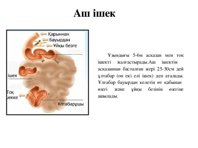 Аш ішек Ұзындығы 5-6м асқазан мен тоқ ішекті жалғастырады.Аш ішектің асқазаннан басталған жері 25-30см дей ұлтабар (он екі елі ішек) деп аталады. Ұлтабар бауырдан келетін өт қабынан өзегі және ұйқы безінің өзегіне ашылады.