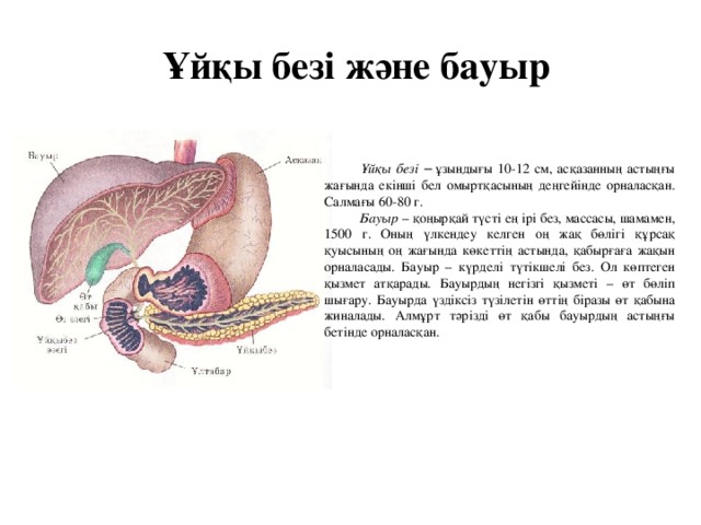 Бауыр патологиясы презентация