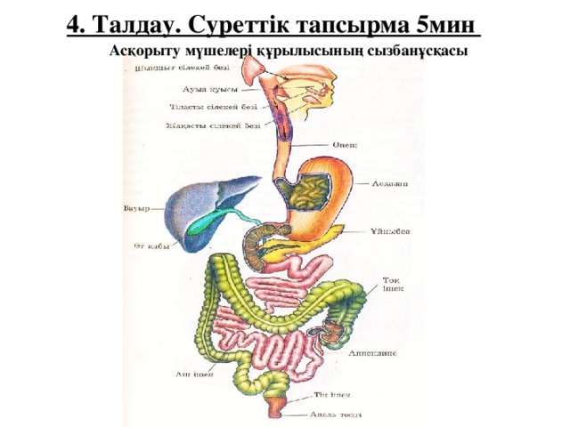 4. Талдау. Суреттік тапсырма 5мин Асқорыту мүшелері құрылысының сызбанұсқасы