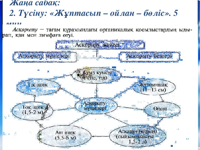 Жаңа сабақ: 2. Түсіну: «Жұптасып – ойлан – бөліс». 5 мин