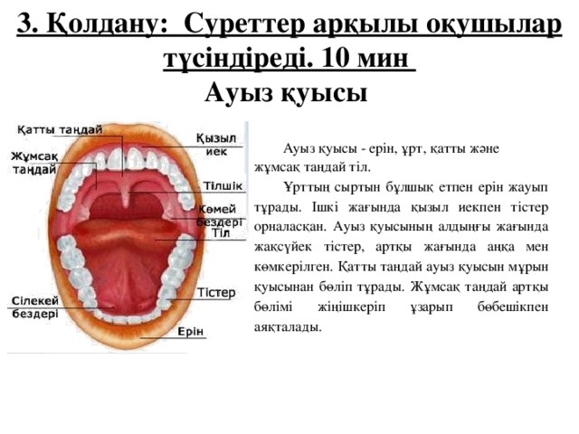 3. Қолдану: Суреттер арқылы оқушылар түсіндіреді. 10 мин Ауыз қуысы  Ауыз қуысы - ерін, ұрт, қатты және жұмсақ таңдай тіл. Ұрттың сыртын бұлшық етпен ерін жауып тұрады. Ішкі жағында қызыл иекпен тістер орналасқан. Ауыз қуысының алдыңғы жағында жақсүйек тістер, артқы жағында аңқа мен көмкерілген. Қатты таңдай ауыз қуысын мұрын қуысынан бөліп тұрады. Жұмсақ таңдай артқы бөлімі жіңішкеріп ұзарып бөбешікпен аяқталады.