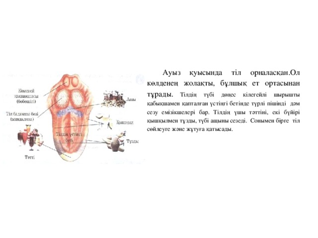 Ауыз қуысында тіл орналасқан.Ол көлденең жолақты, бұлшық ет ортасынан тұрады. Тілдің түбі дөңес кілегейлі шырышты қабықшамен қапталған үстіңгі бетінде түрлі пішінді дәм сезу емізікшелері бар. Тілдің үшы тәттіні, екі бүйірі қышқылмен тұзды, түбі ащыны сезеді. Сонымен бірге тіл сөйлеуге және жұтуға қатысады.