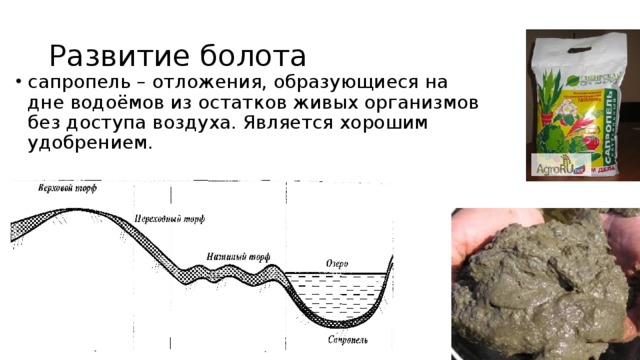 Организм изображенный на рисунке образует отложения