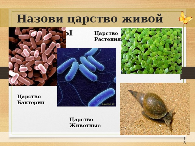 Назови царство живой природы Царство Растения Царство Бактерии Царство Животные 12 