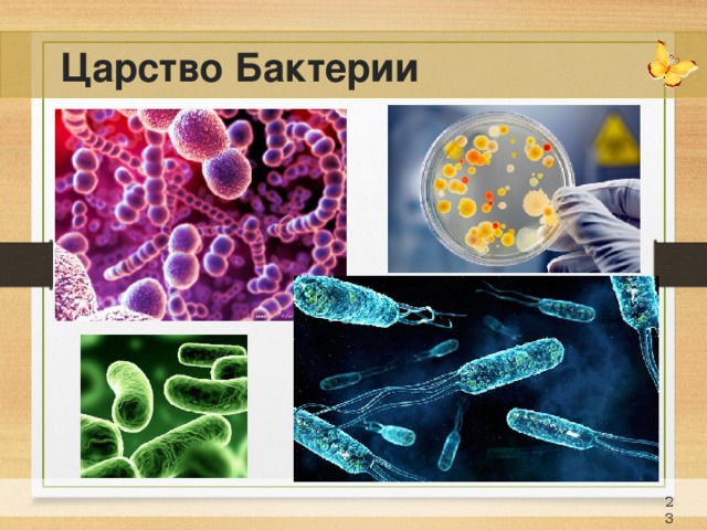 Царство Бактерии 21 