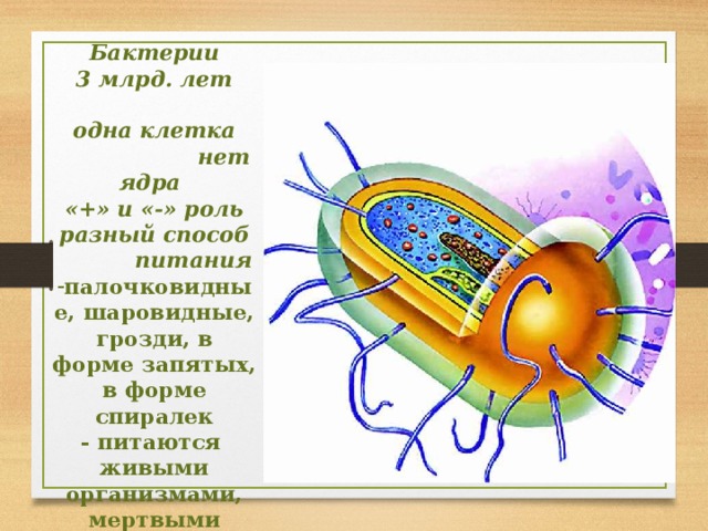 Бактерии 3 млрд. лет  одна клетка  нет ядра  «+» и «-» роль разный способ  питания палочковидные, шаровидные, грозди, в форме запятых, в форме спиралек - питаются живыми организмами, мертвыми организмами  23 