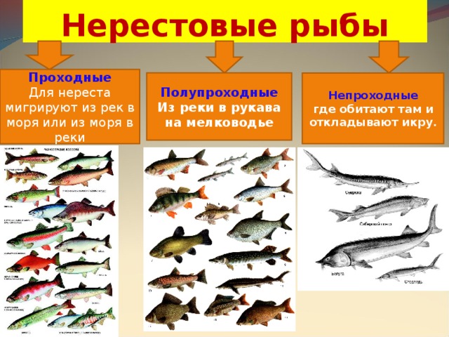 Поясните каких рыб называют проходными приведите примеры